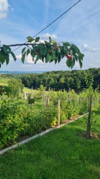 nad vinogradom_4